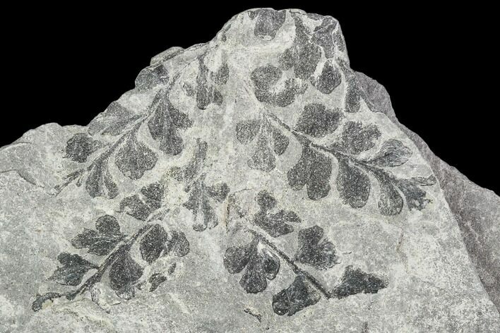 Fossil Fern (Sphenopteris) - Carboniferous #111658
